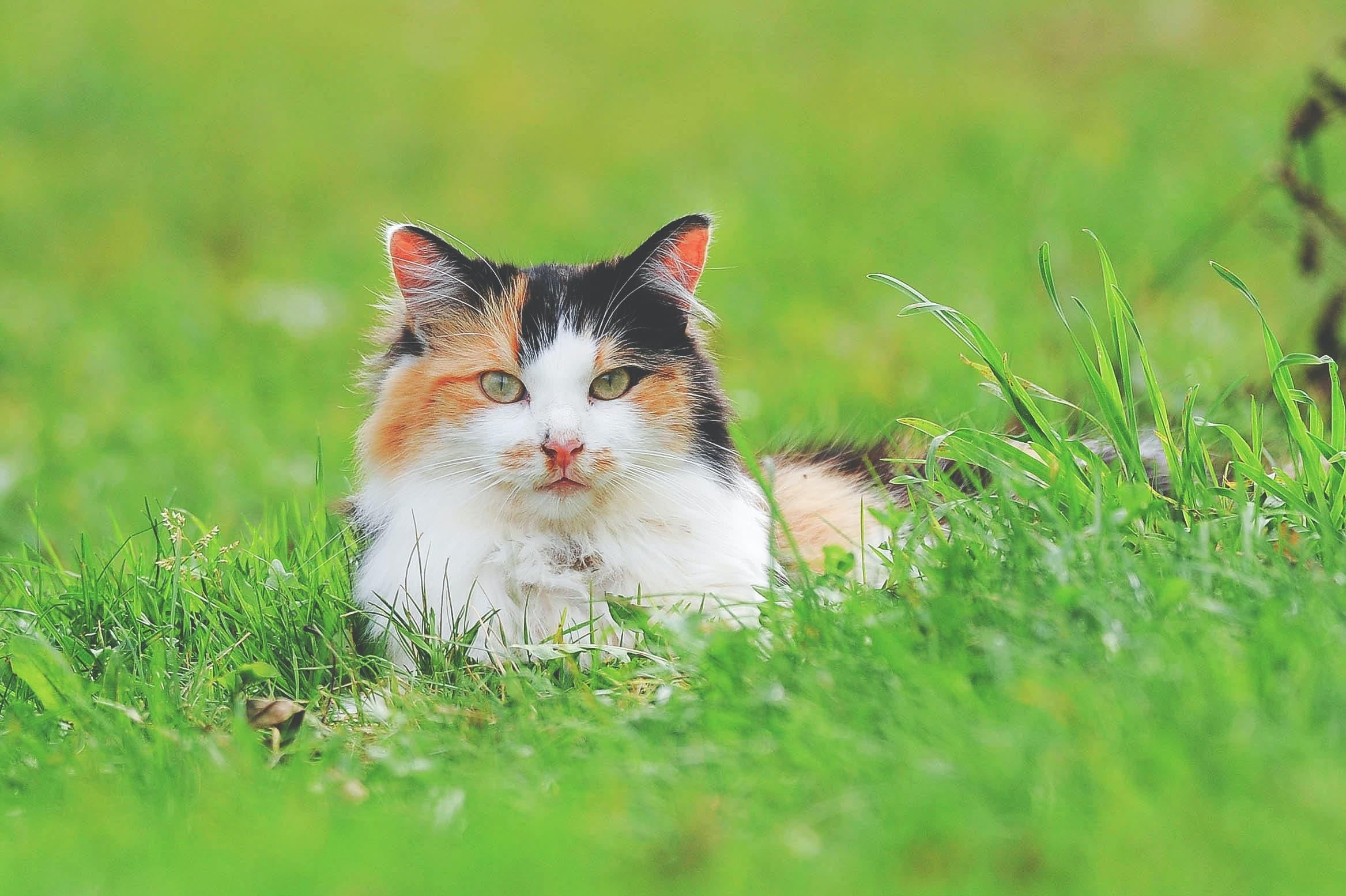 Katt utomhus