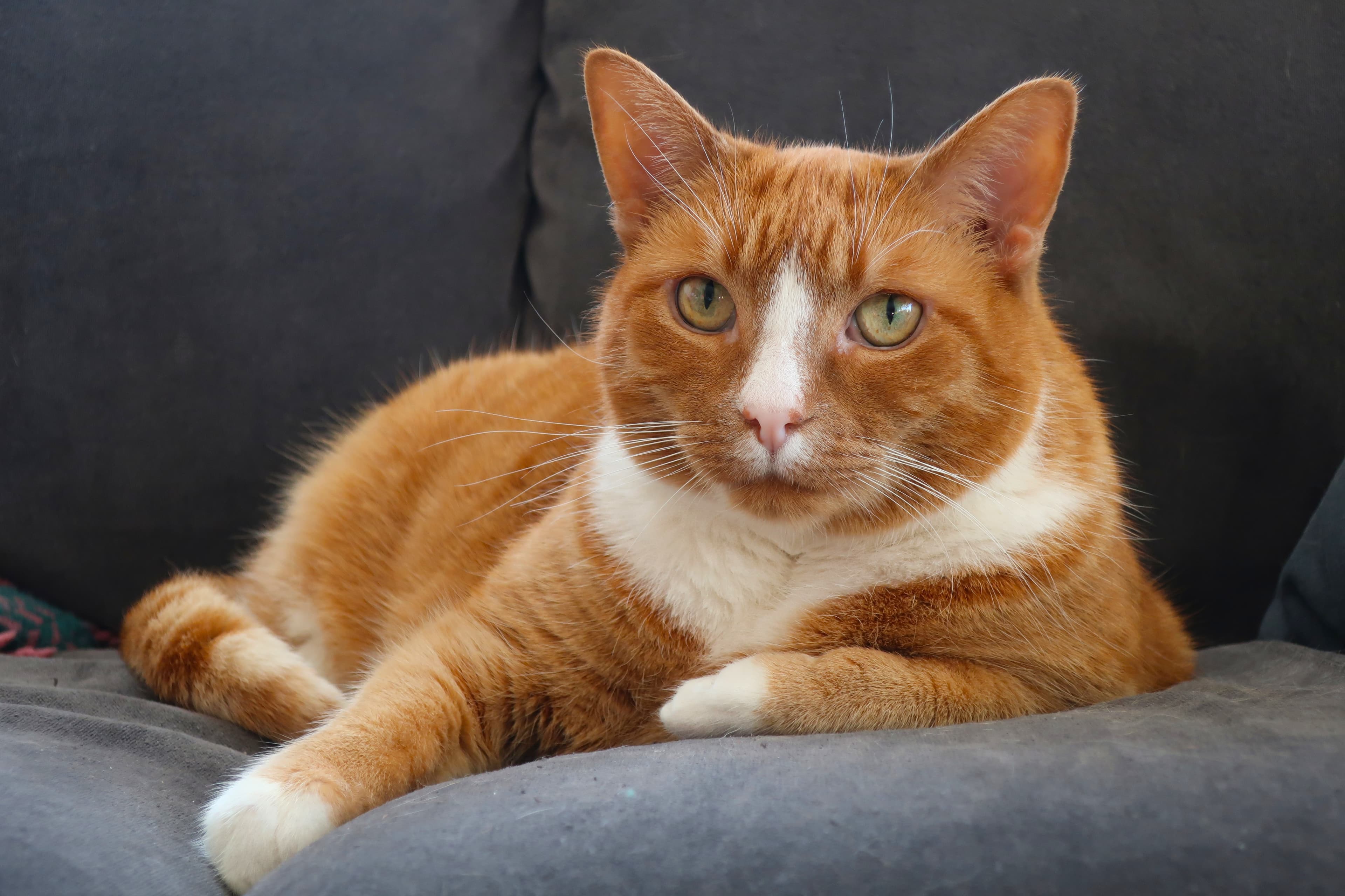 Orange katt