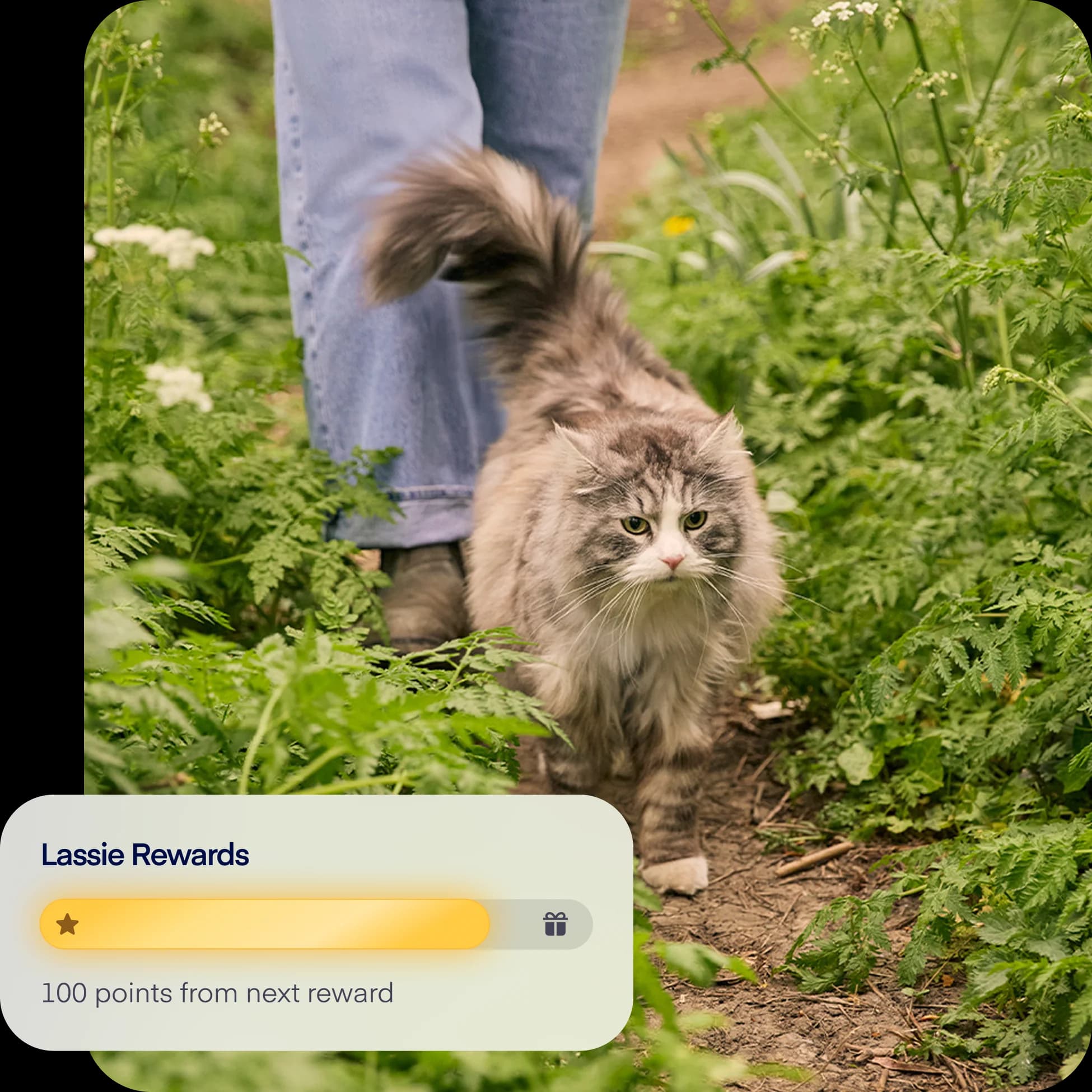 NEW overlay reward cat english only