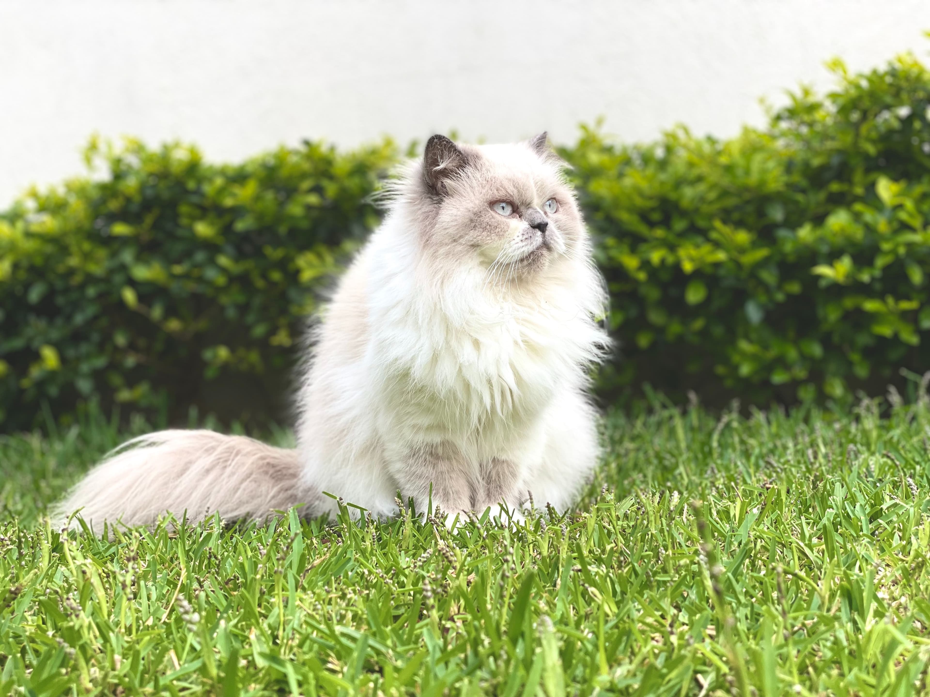 Katt utomhus
