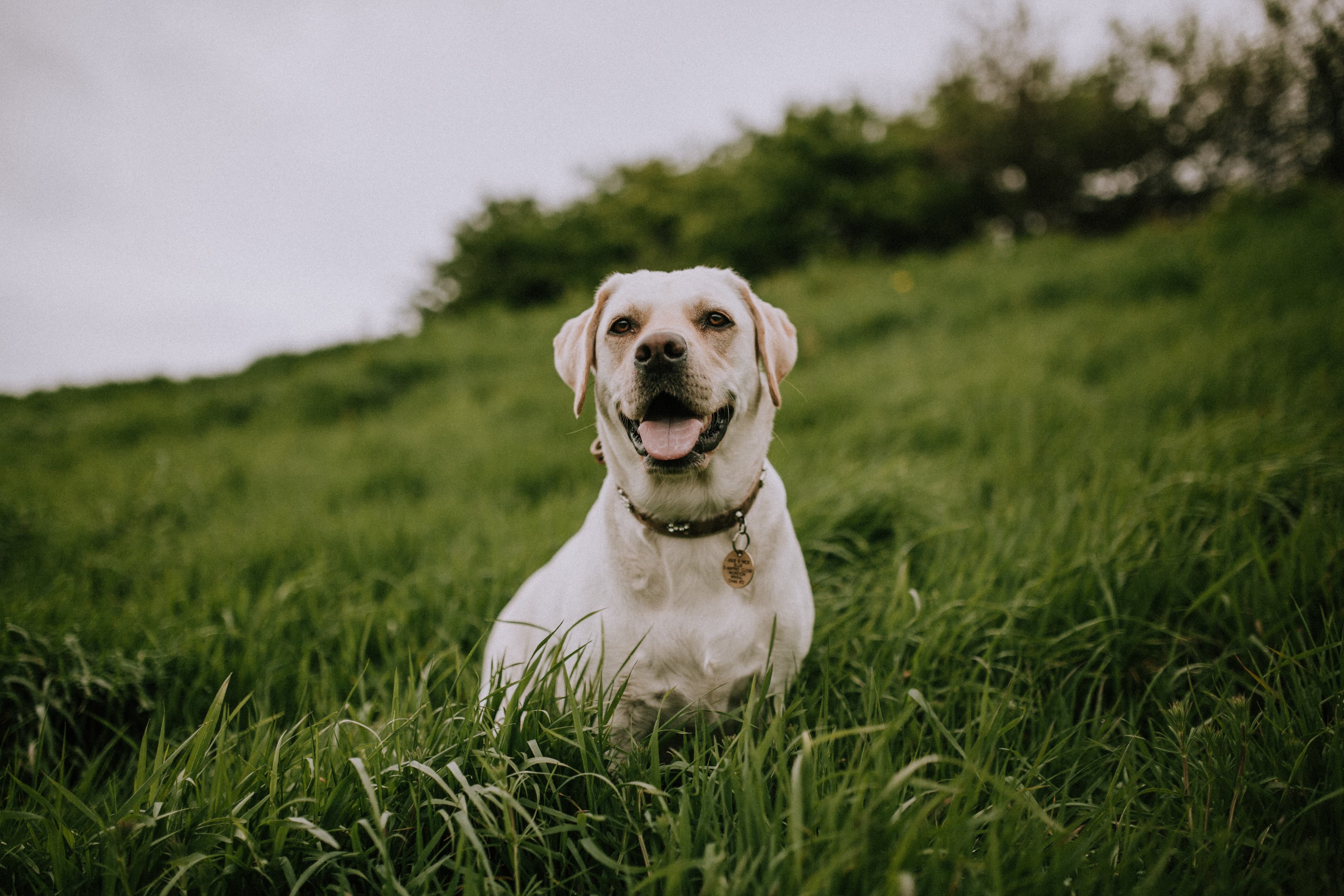 Hund utomhus