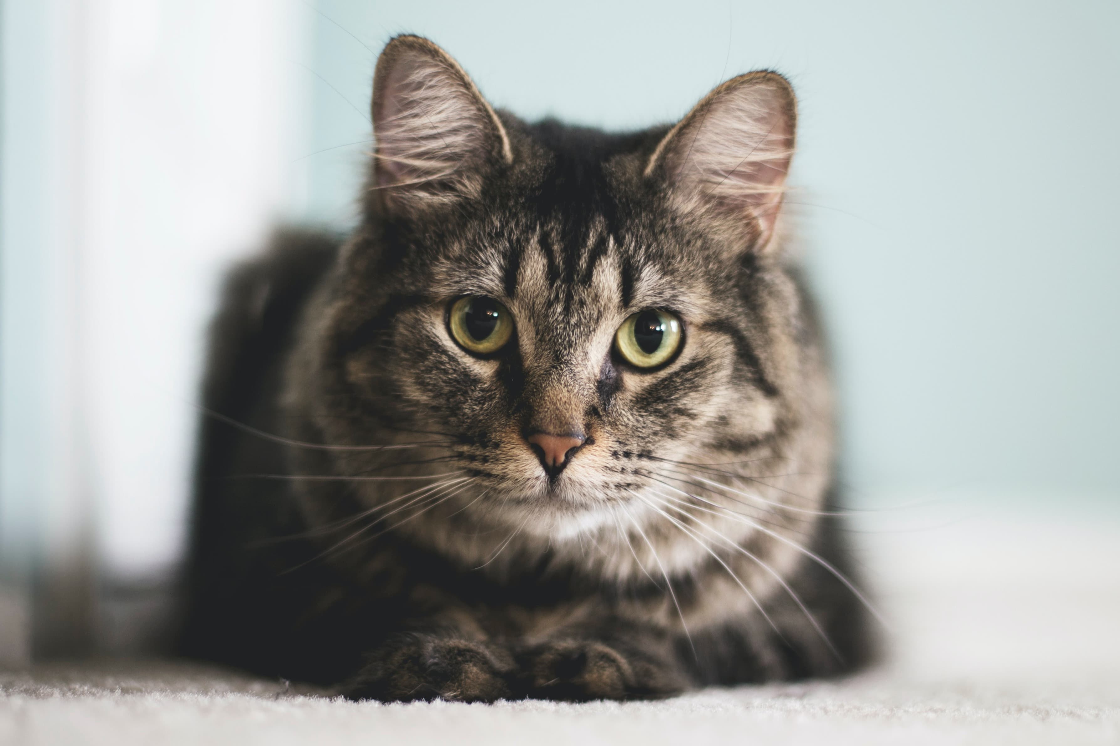 https://unsplash.com/photos/FilM6ng7VGQ