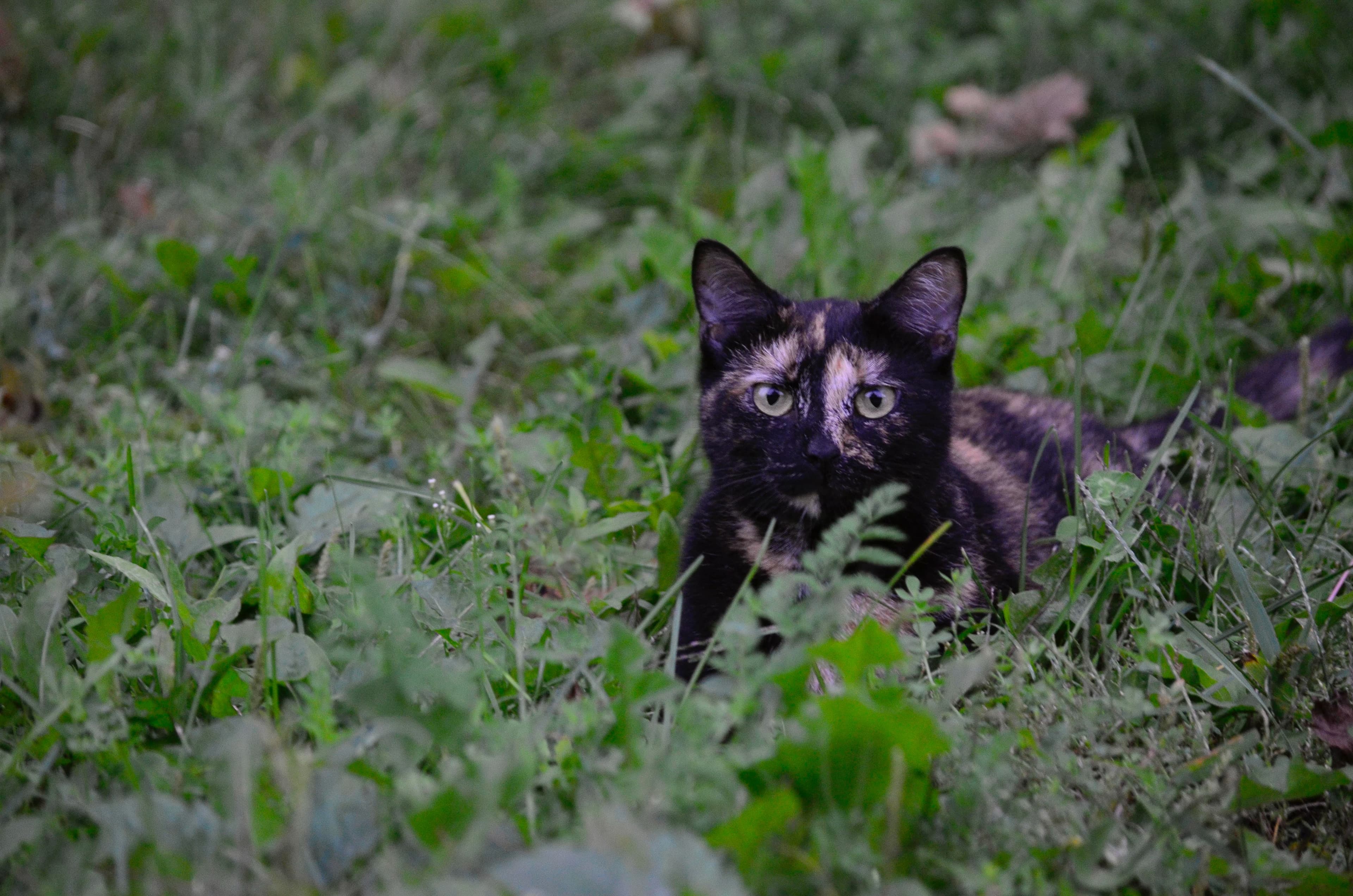Katt utomhus