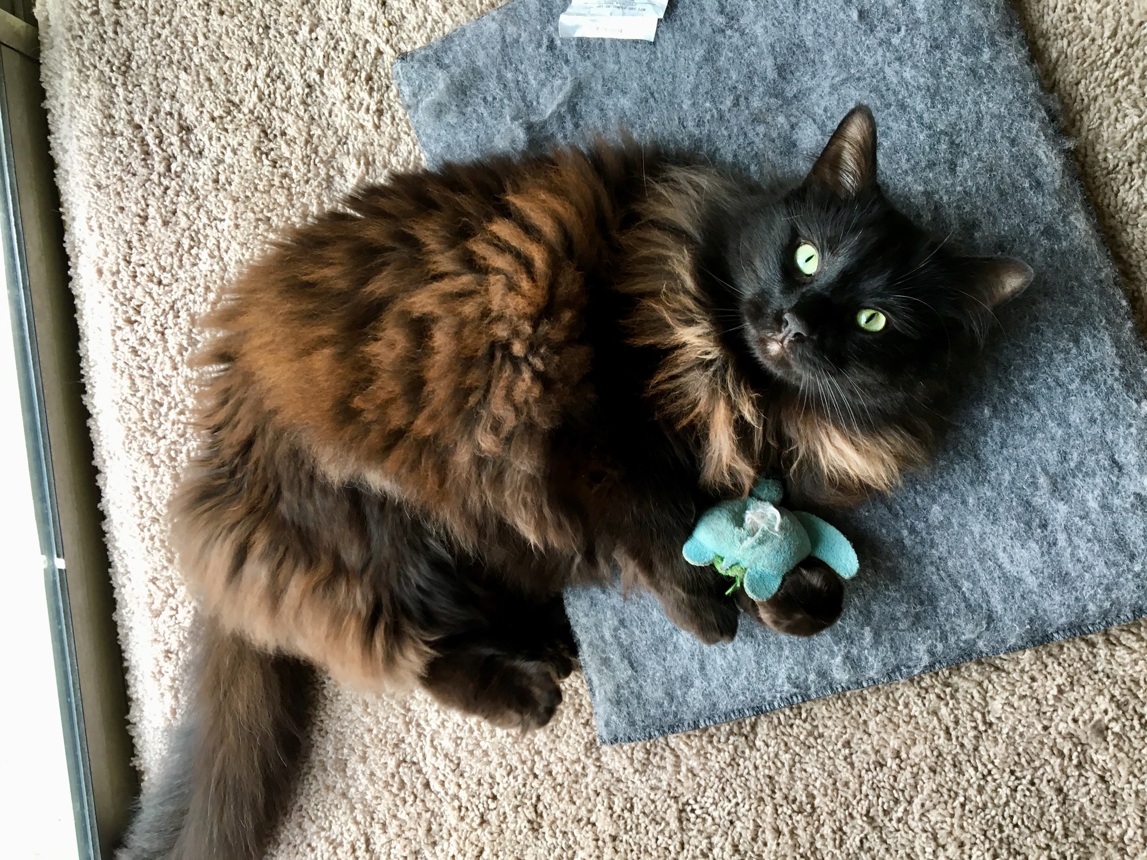 Katt inomhus