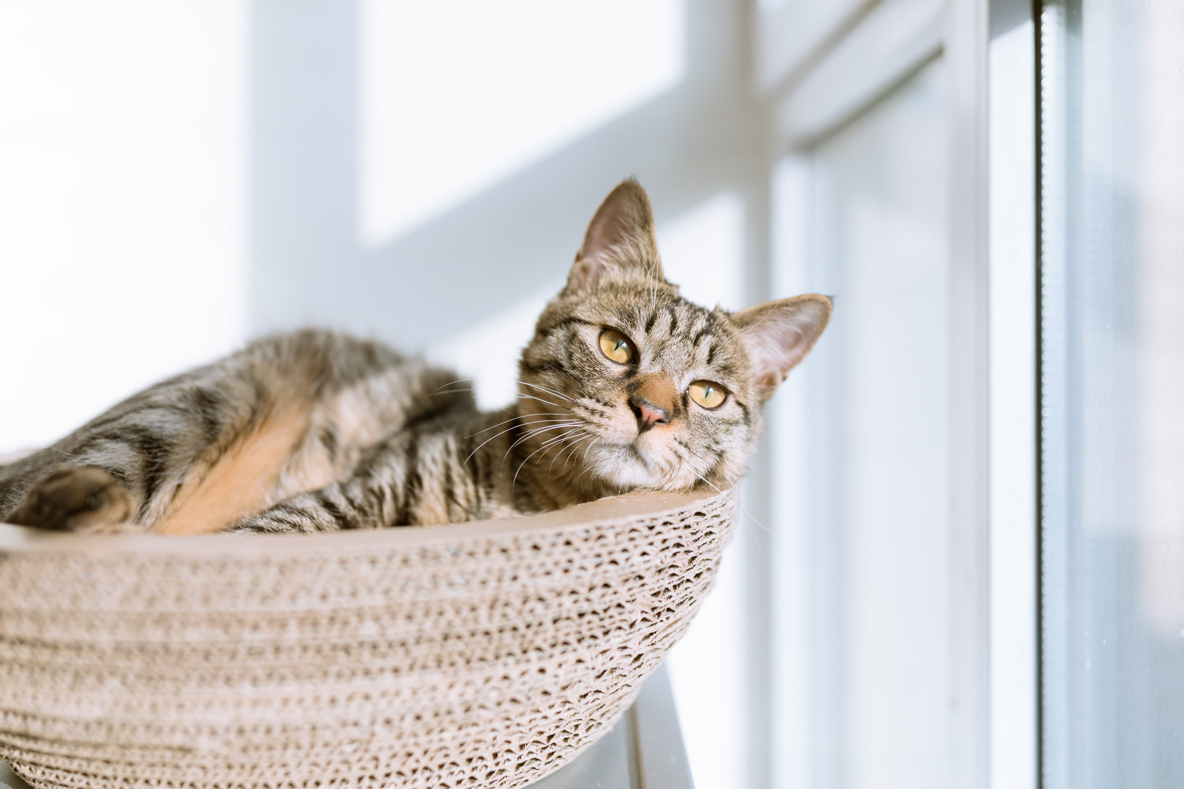 Katt inomhus