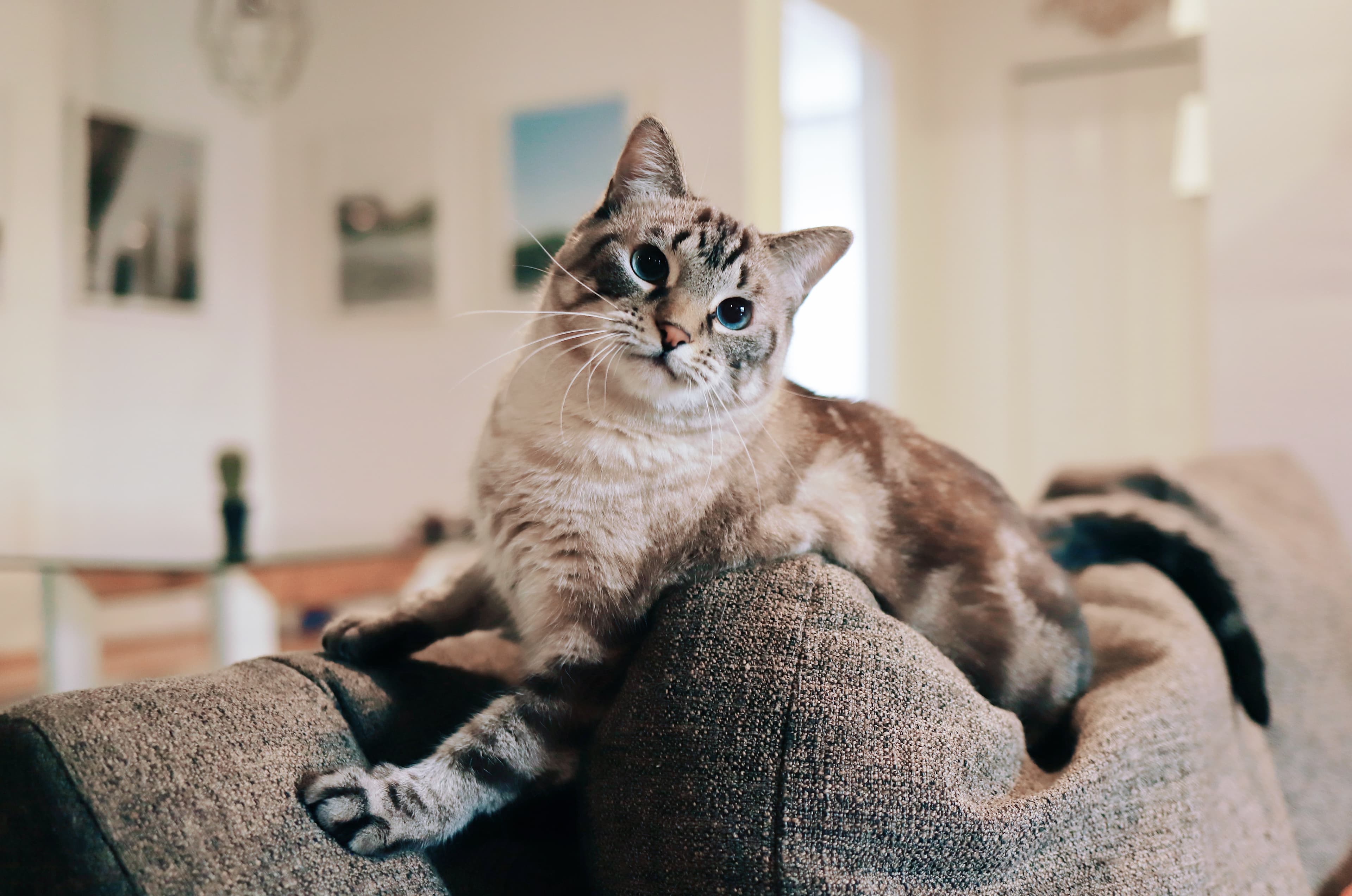 Katt inomhus