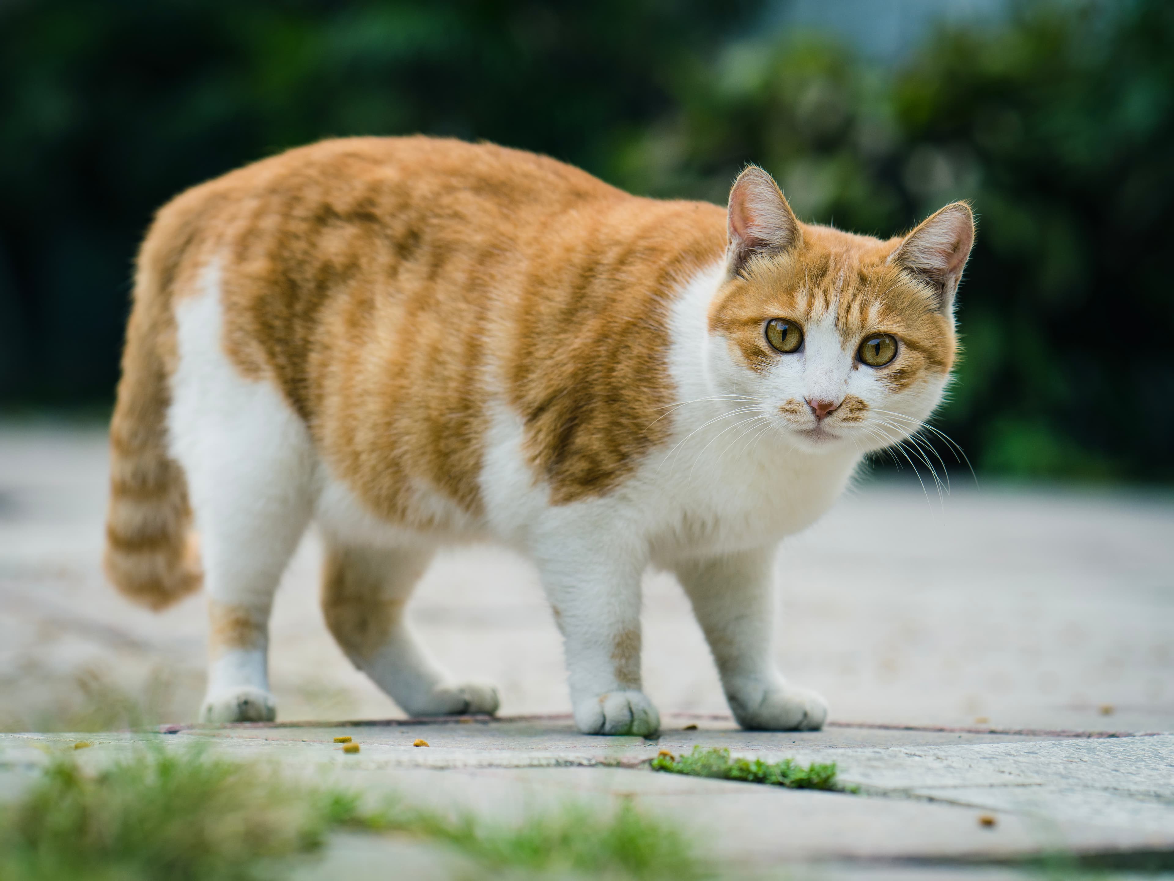 Katt utomhus