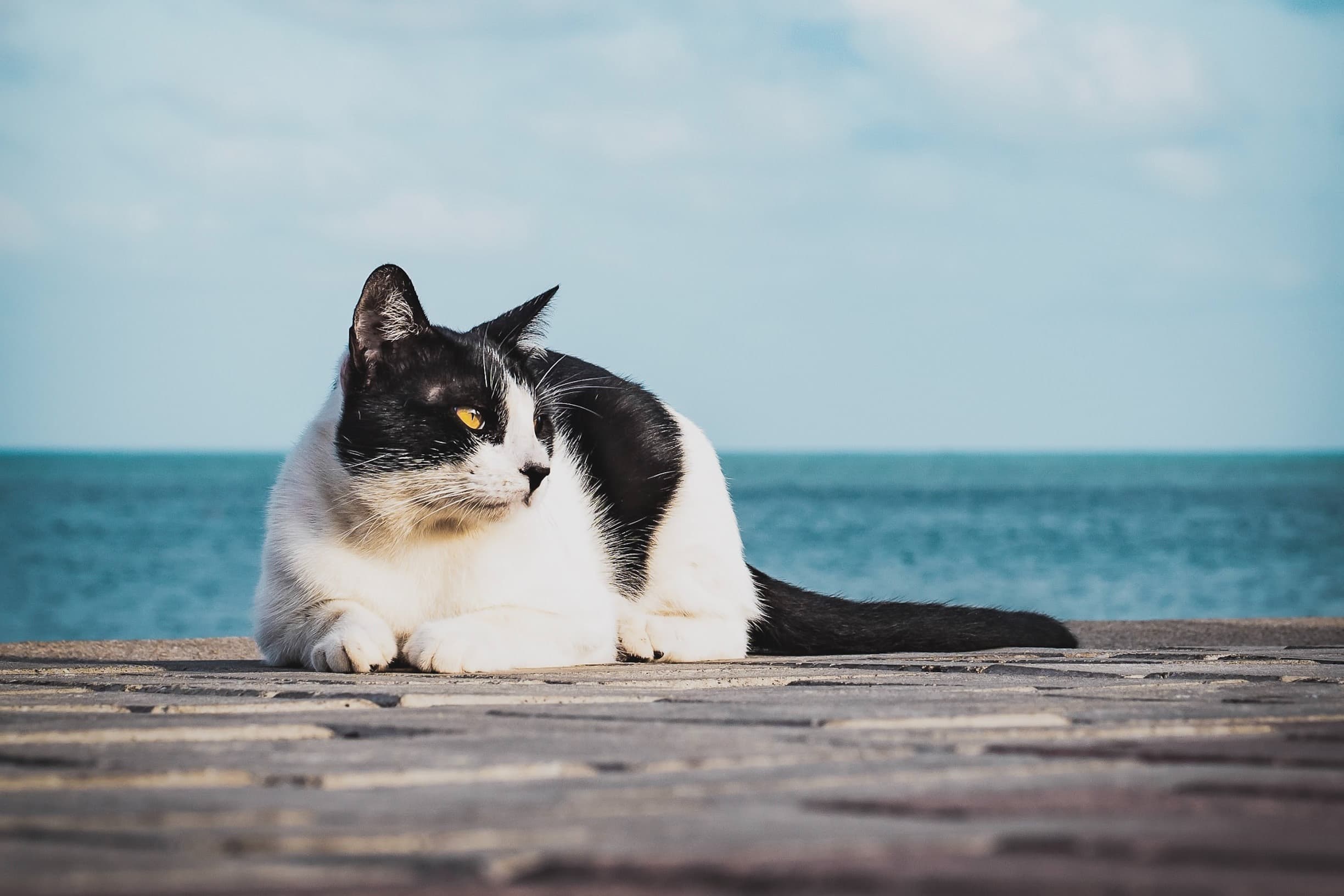 Katt vid vatten