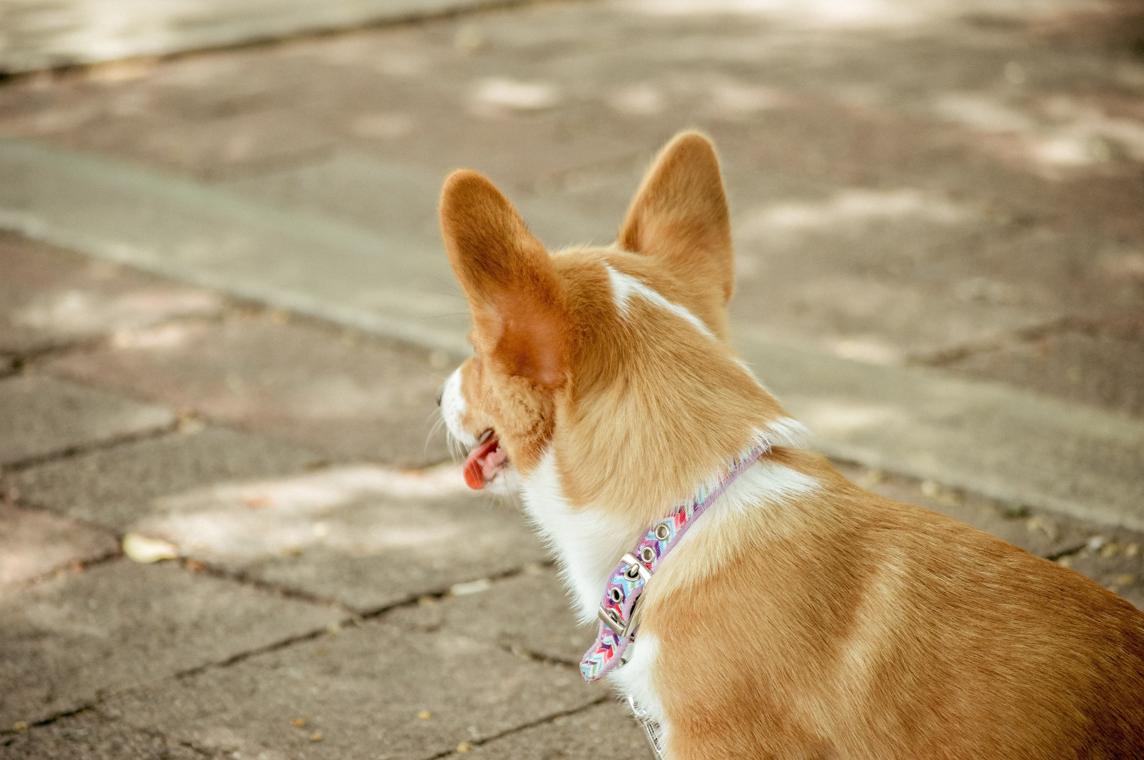 Hund utomhus
