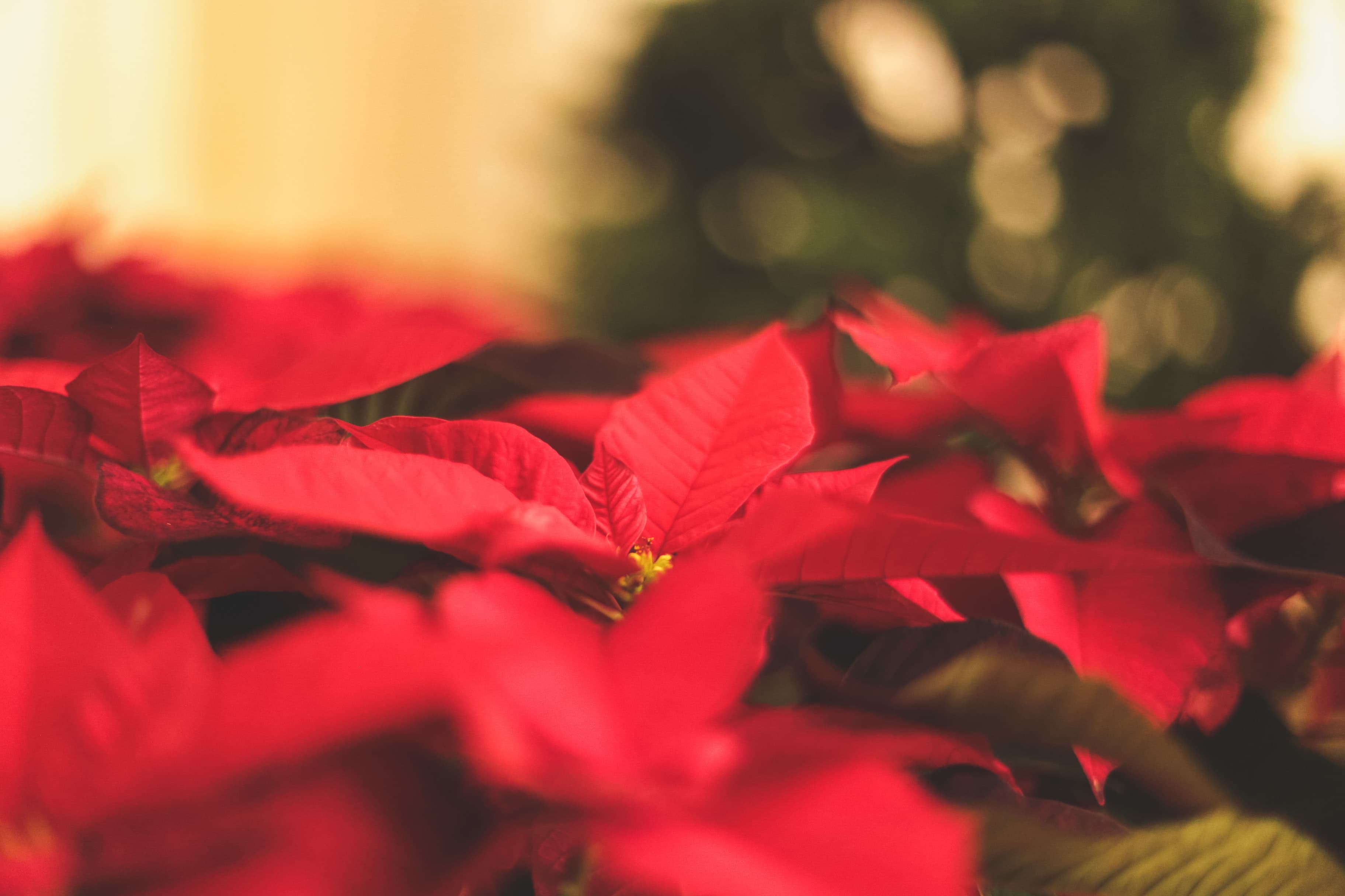 Julblomma