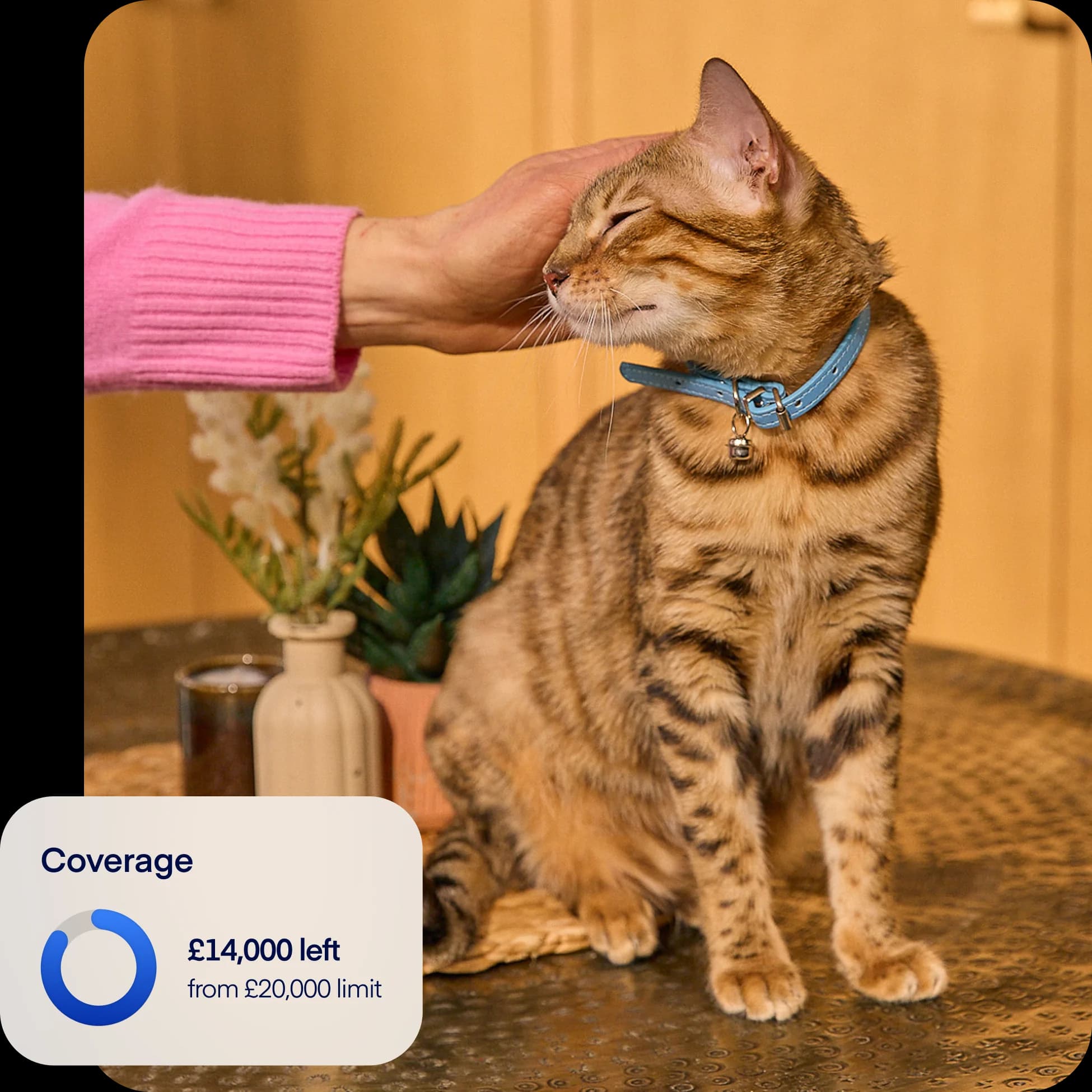 UK - NEW overlay-cat-coverage