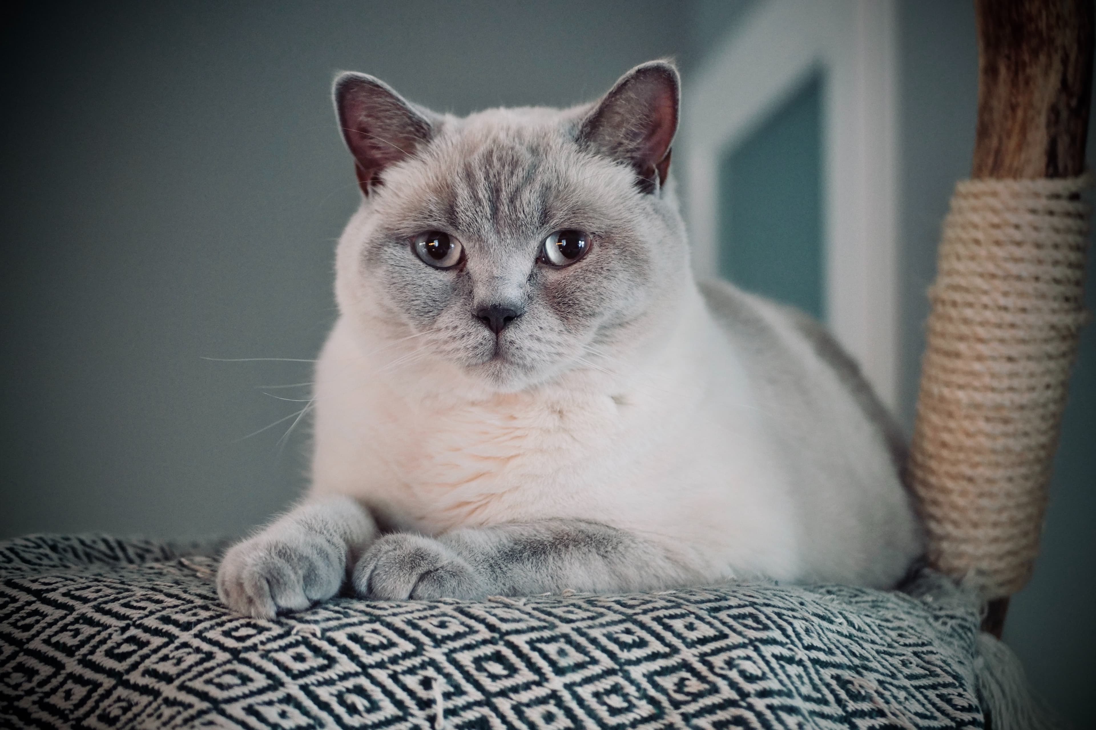 Katt inomhus