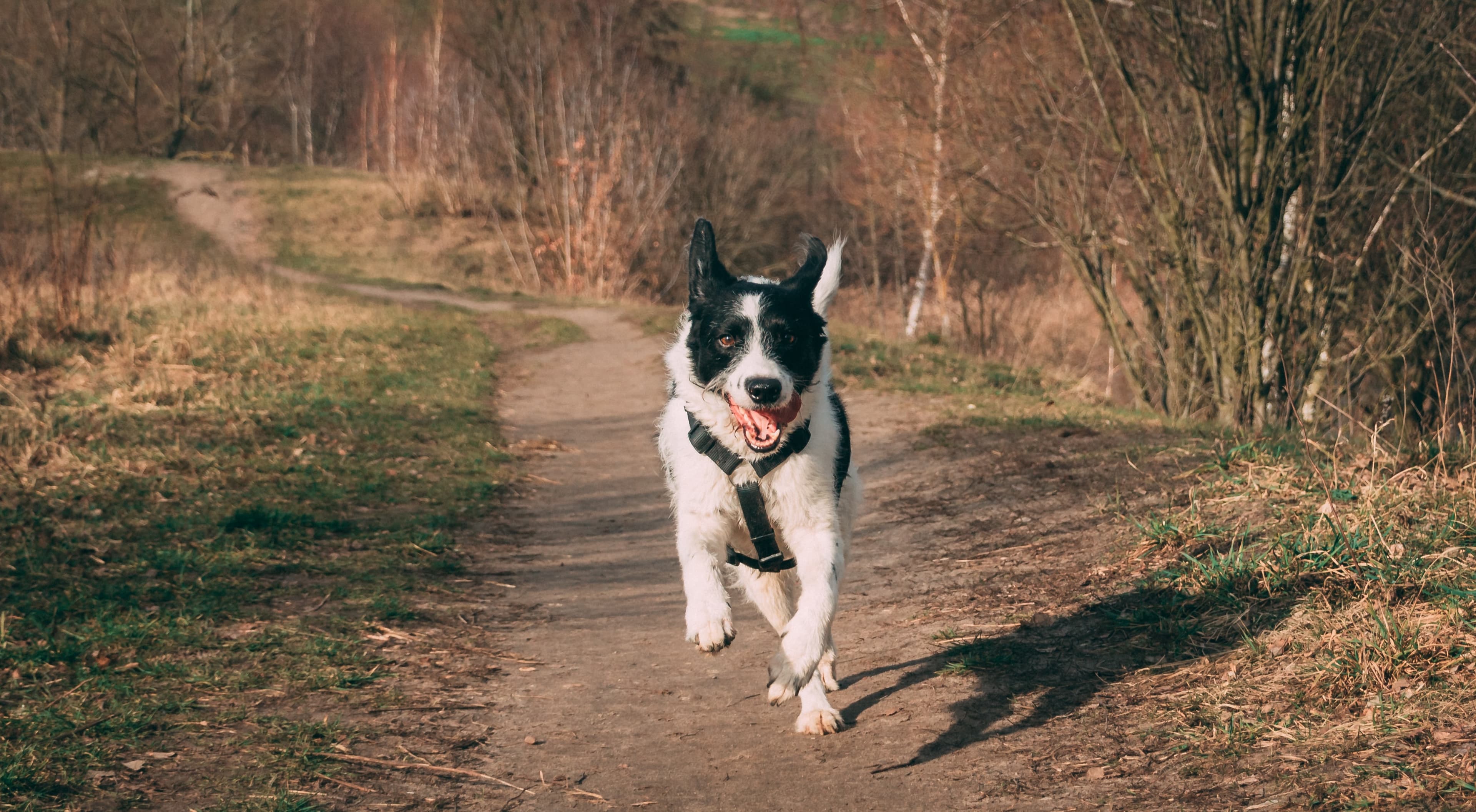 Dog running