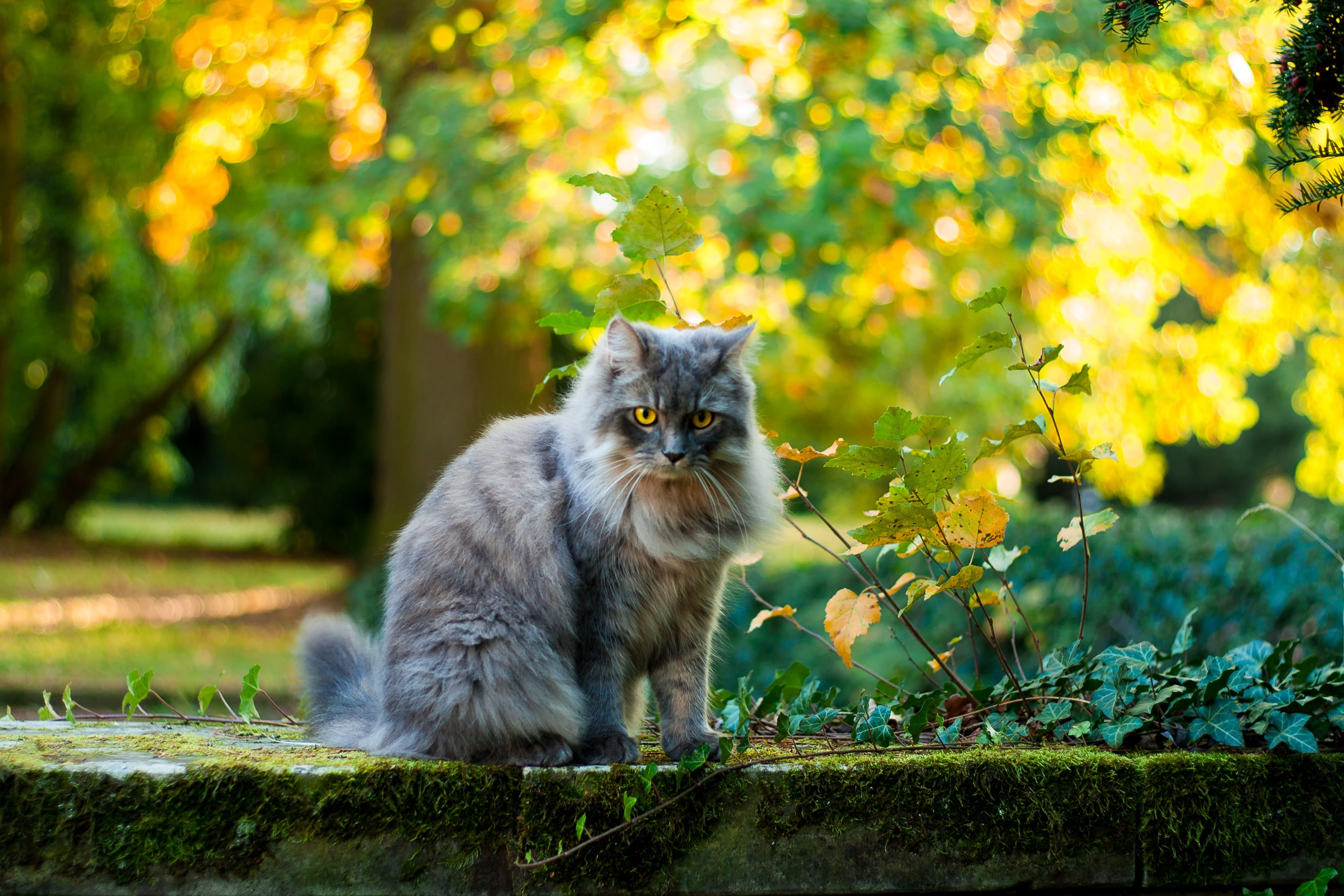 Katt utomhus