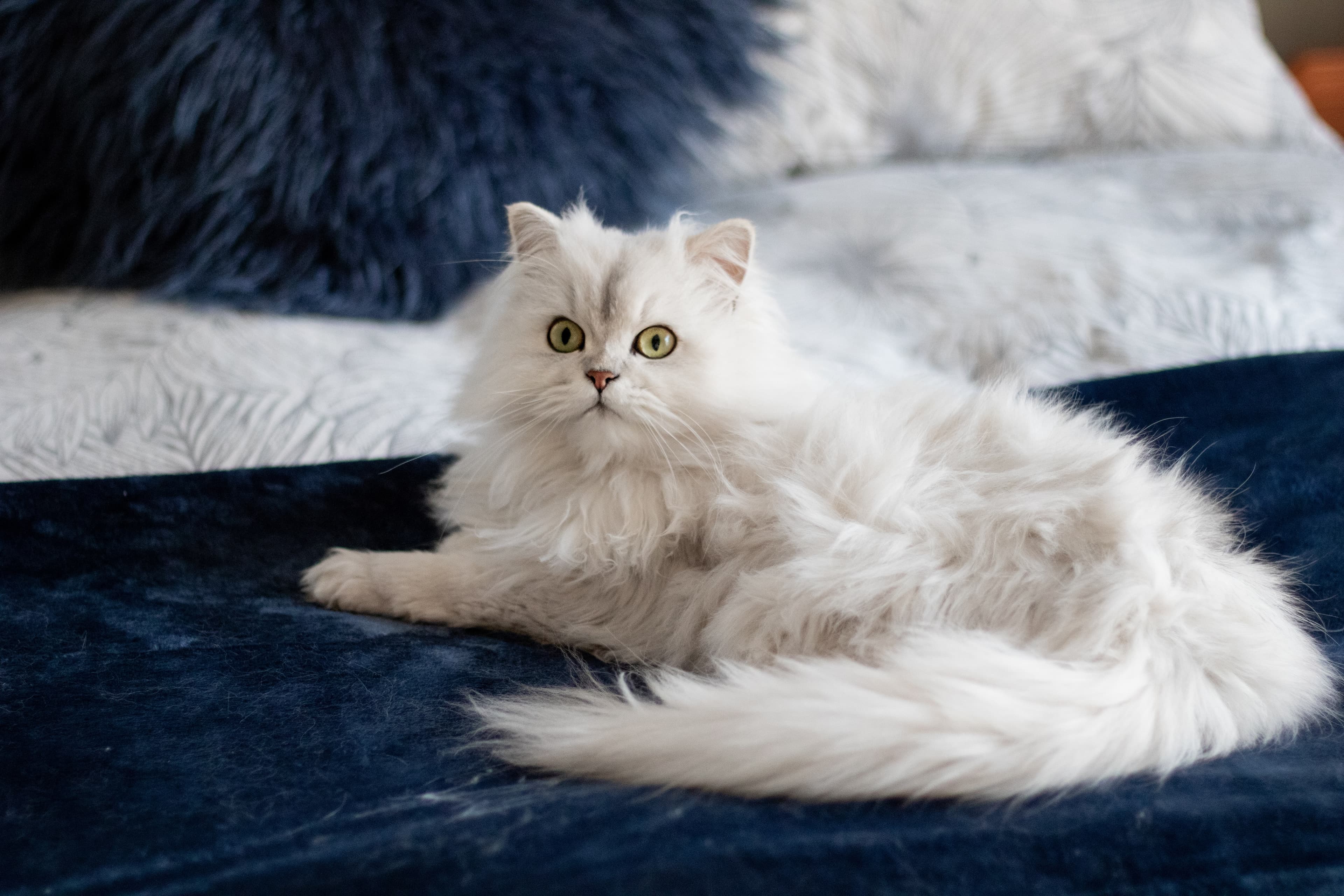 Katt inomhus