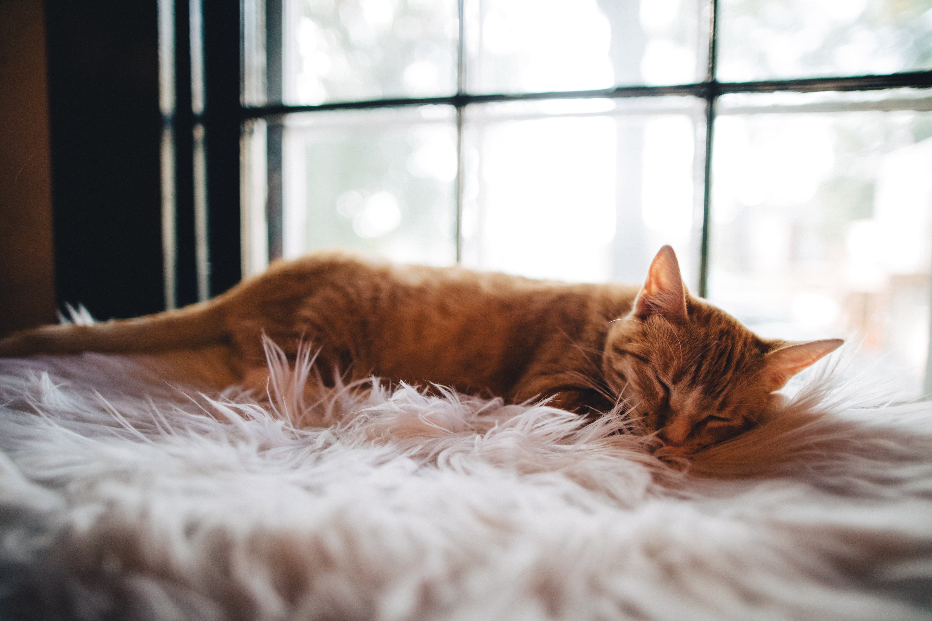 Katt som sover