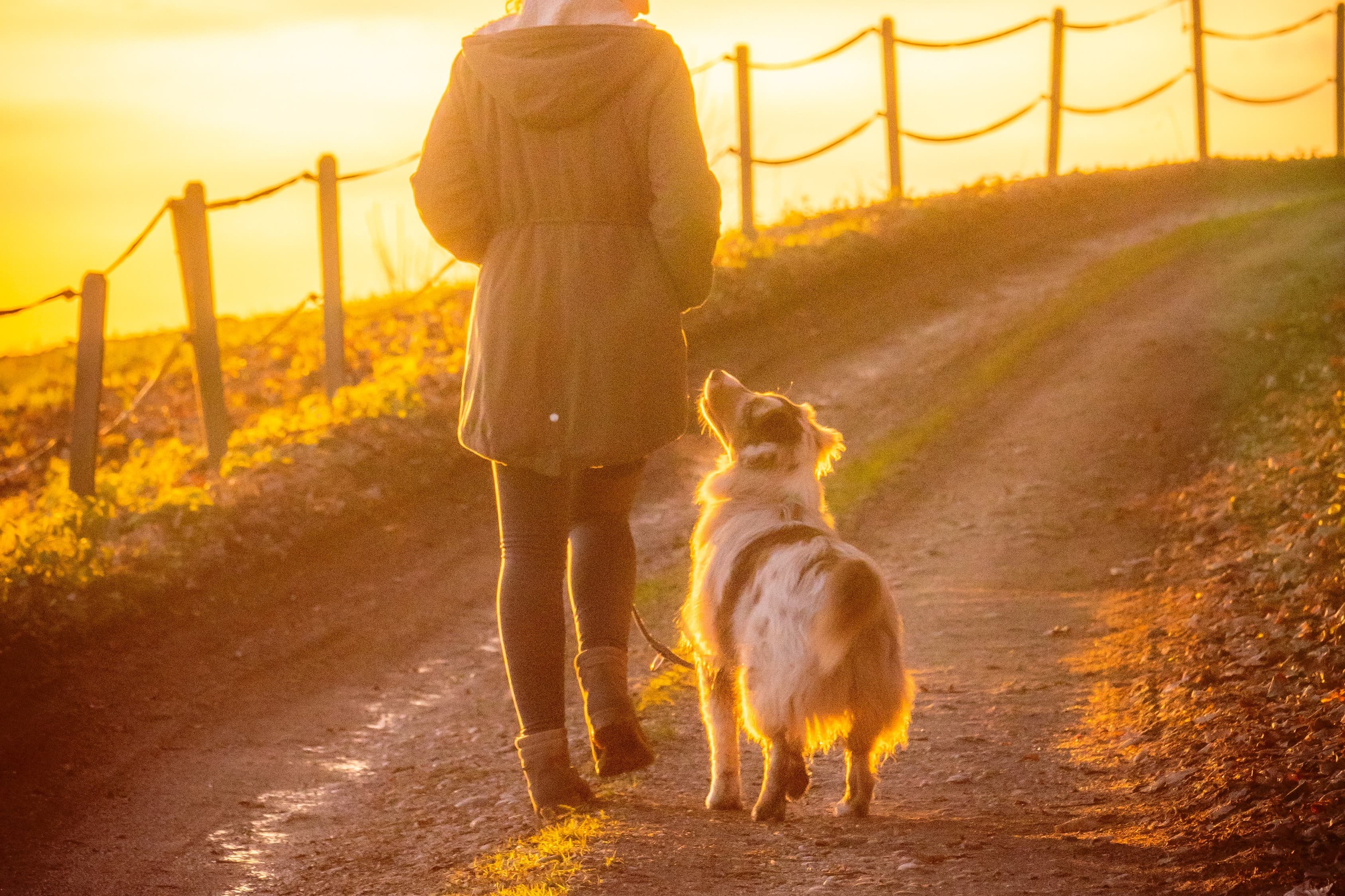 Hund och människa