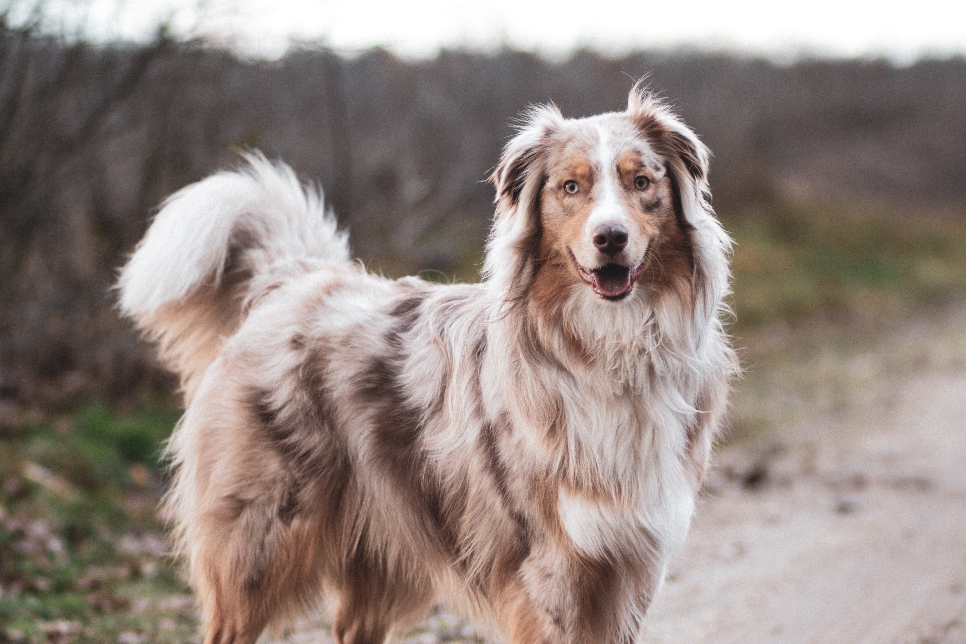 Hund utomhus