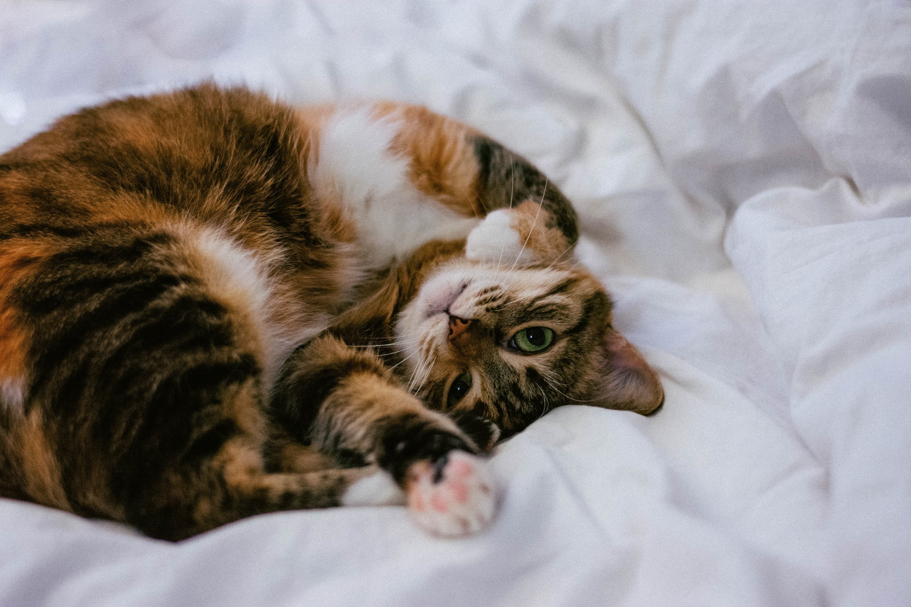 Katt inomhus