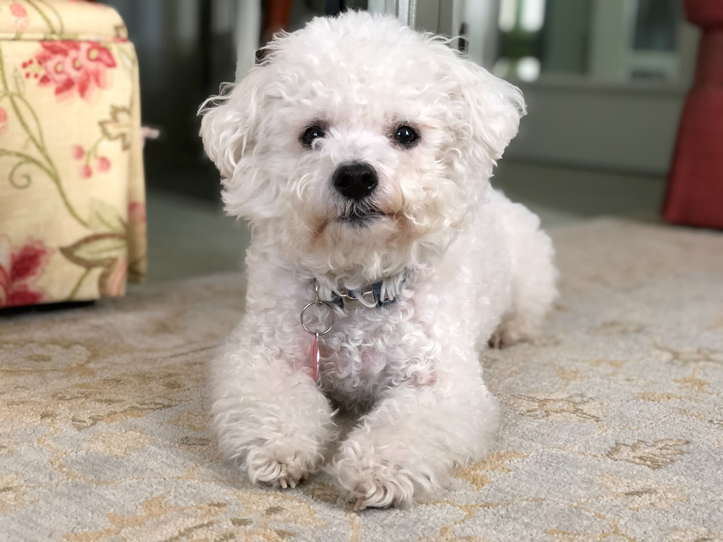 Poodle