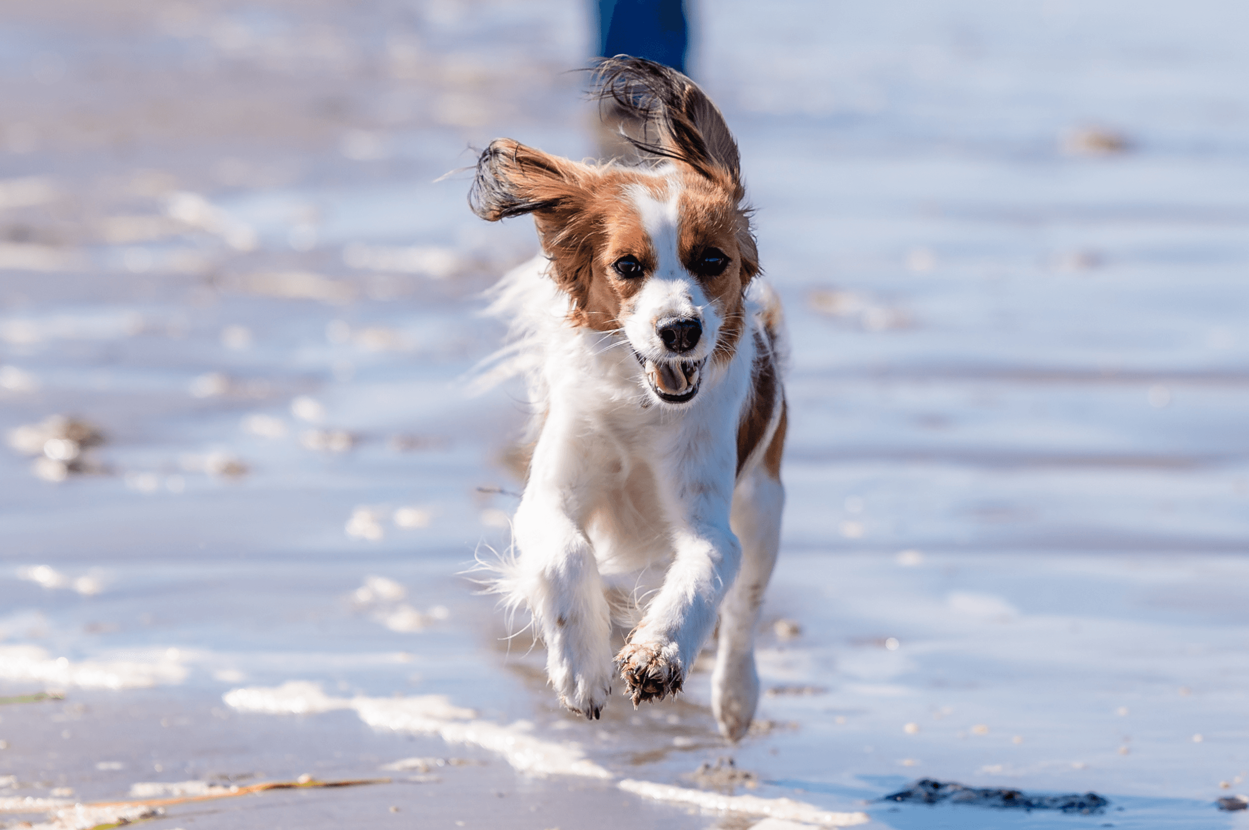 Dog plays in water