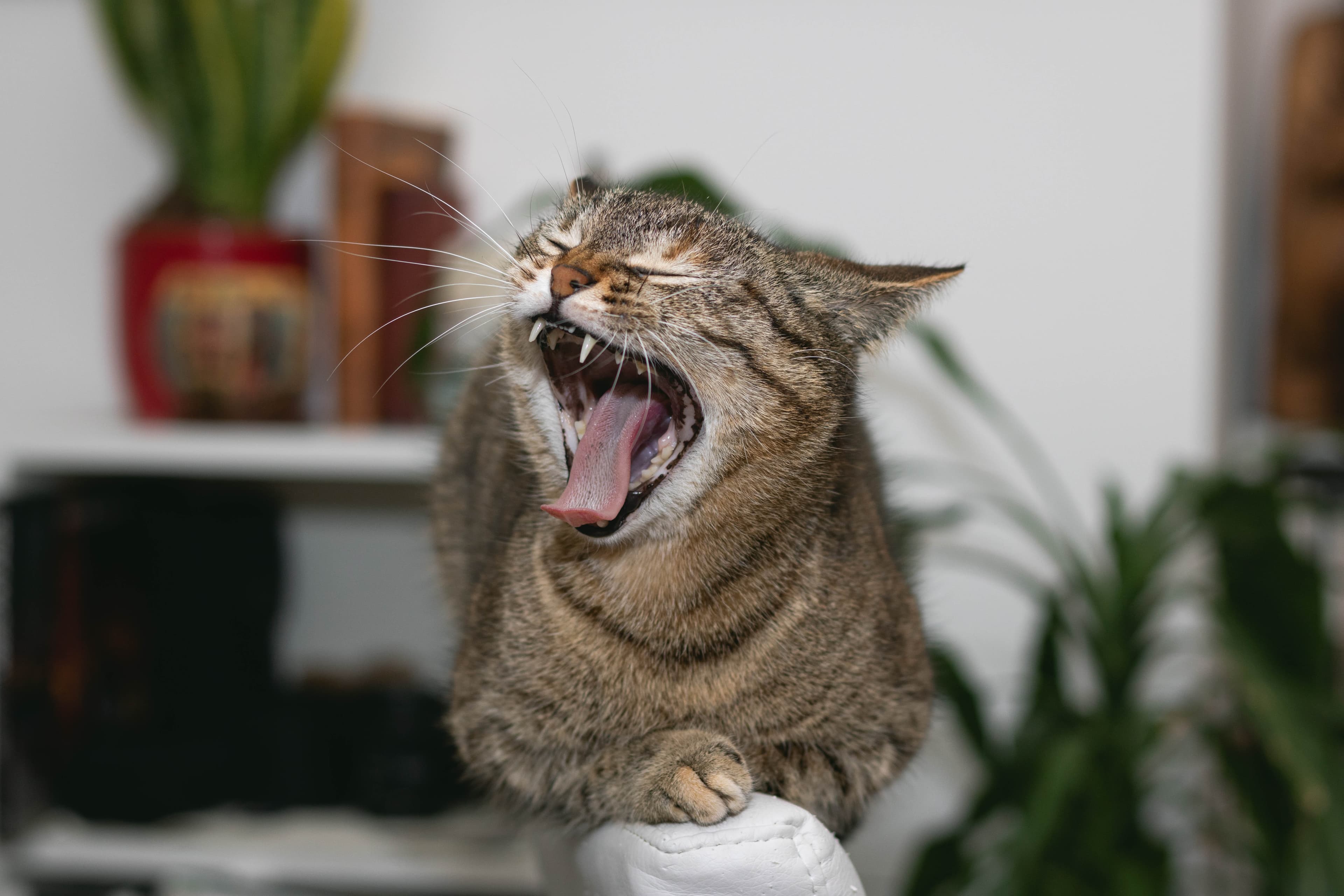 Katt med öppen mun