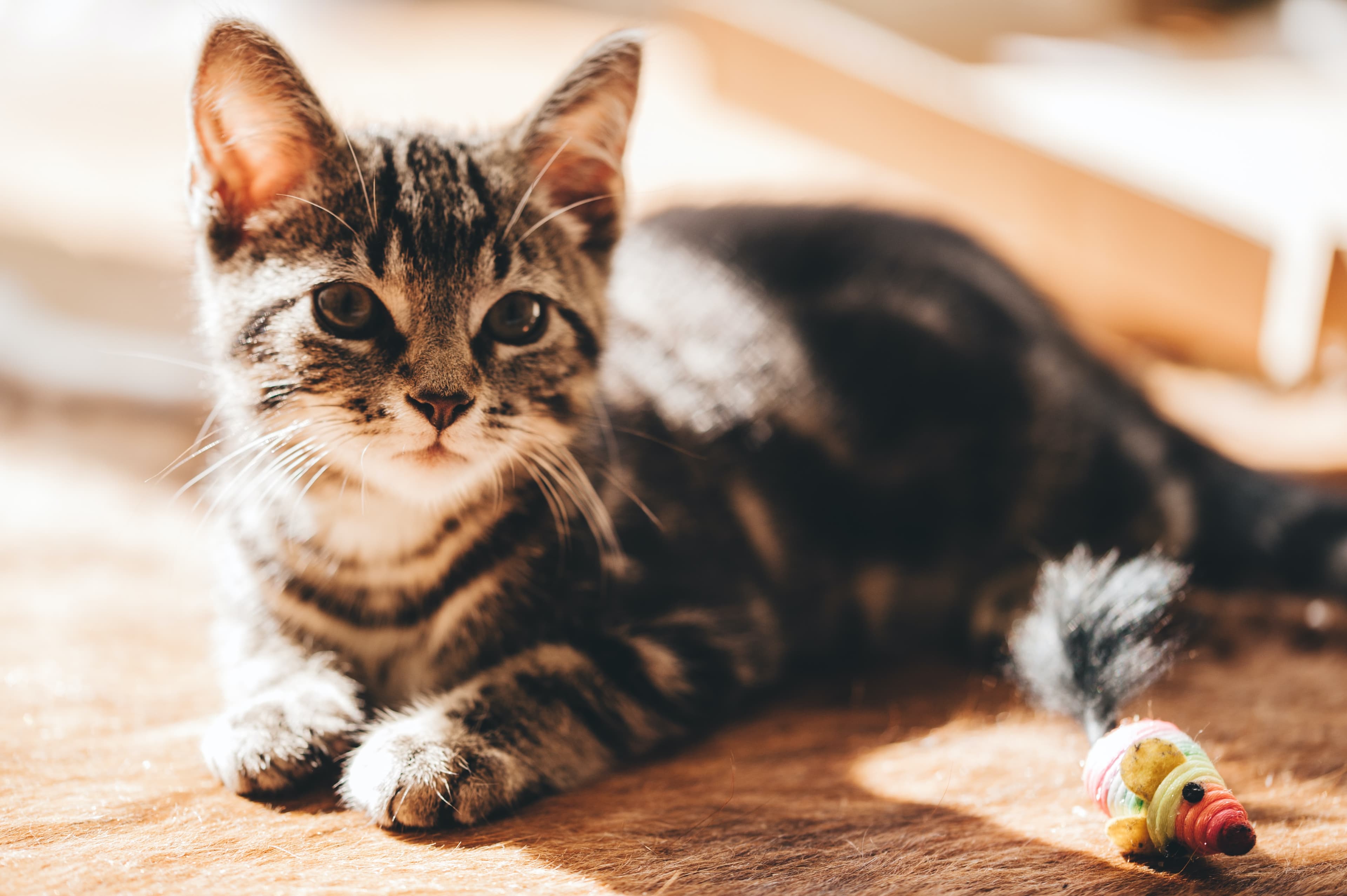 https://unsplash.com/photos/k89j1SUqf5U
