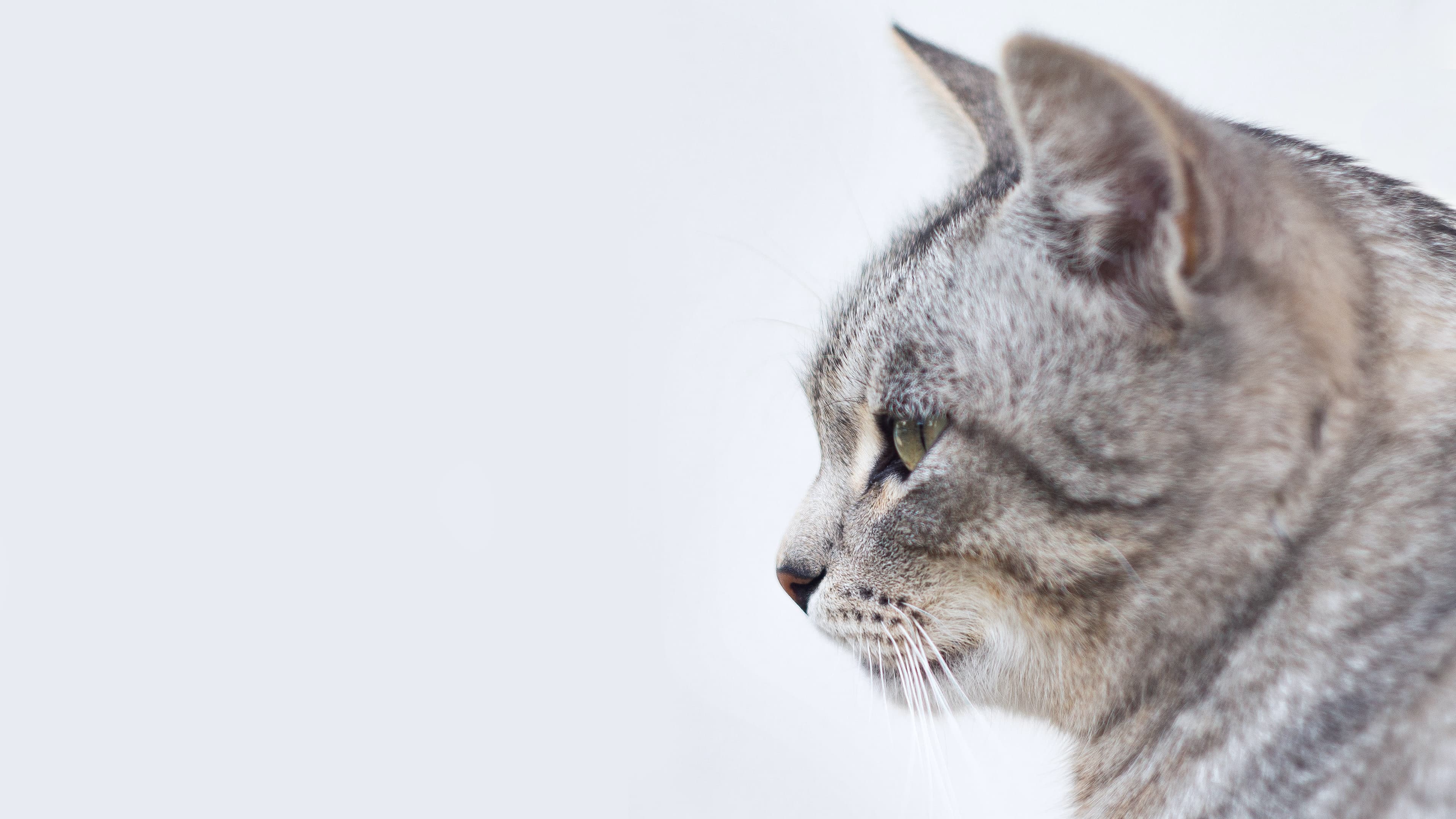 Katt i profil