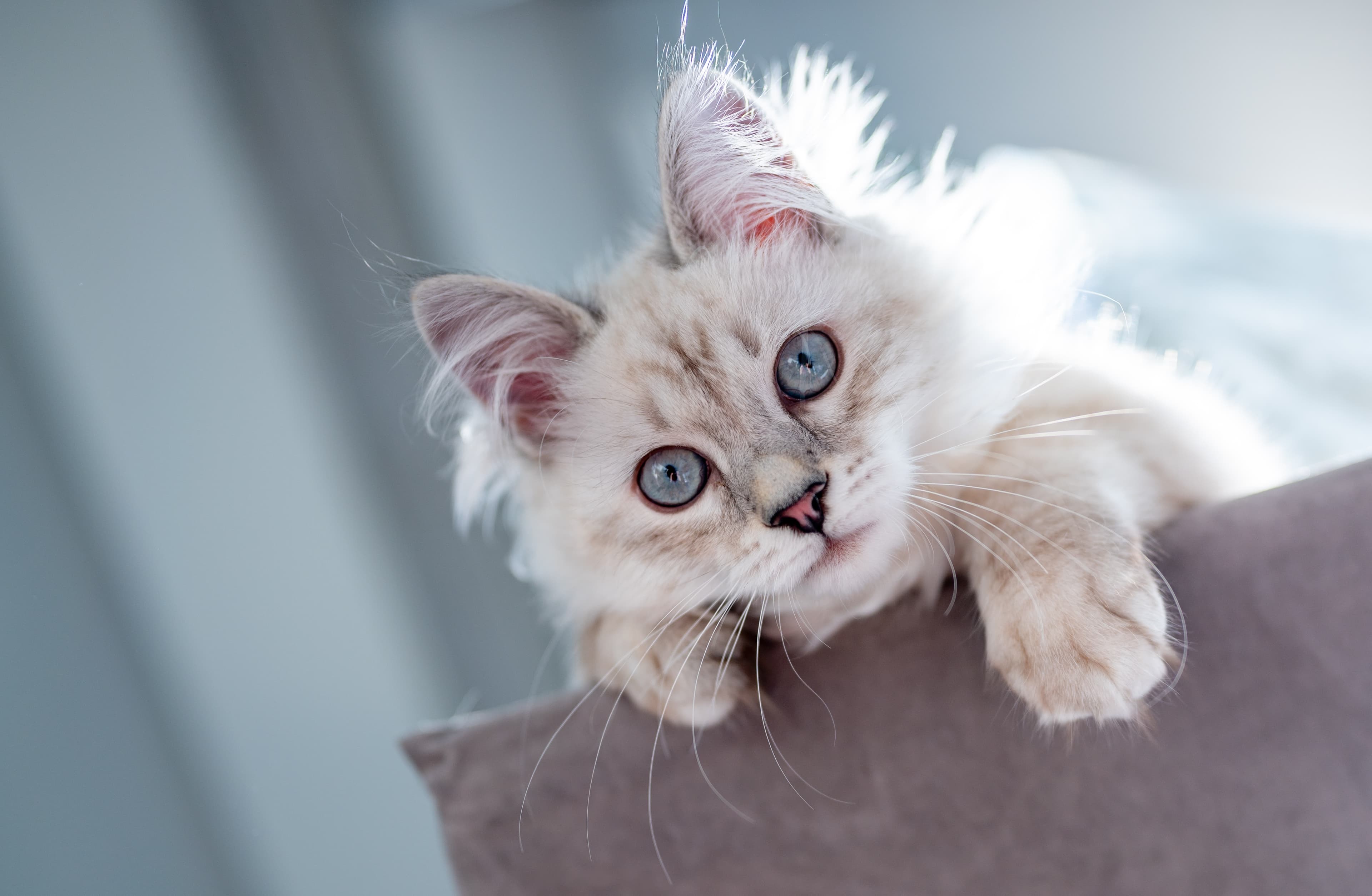 Katt inomhus