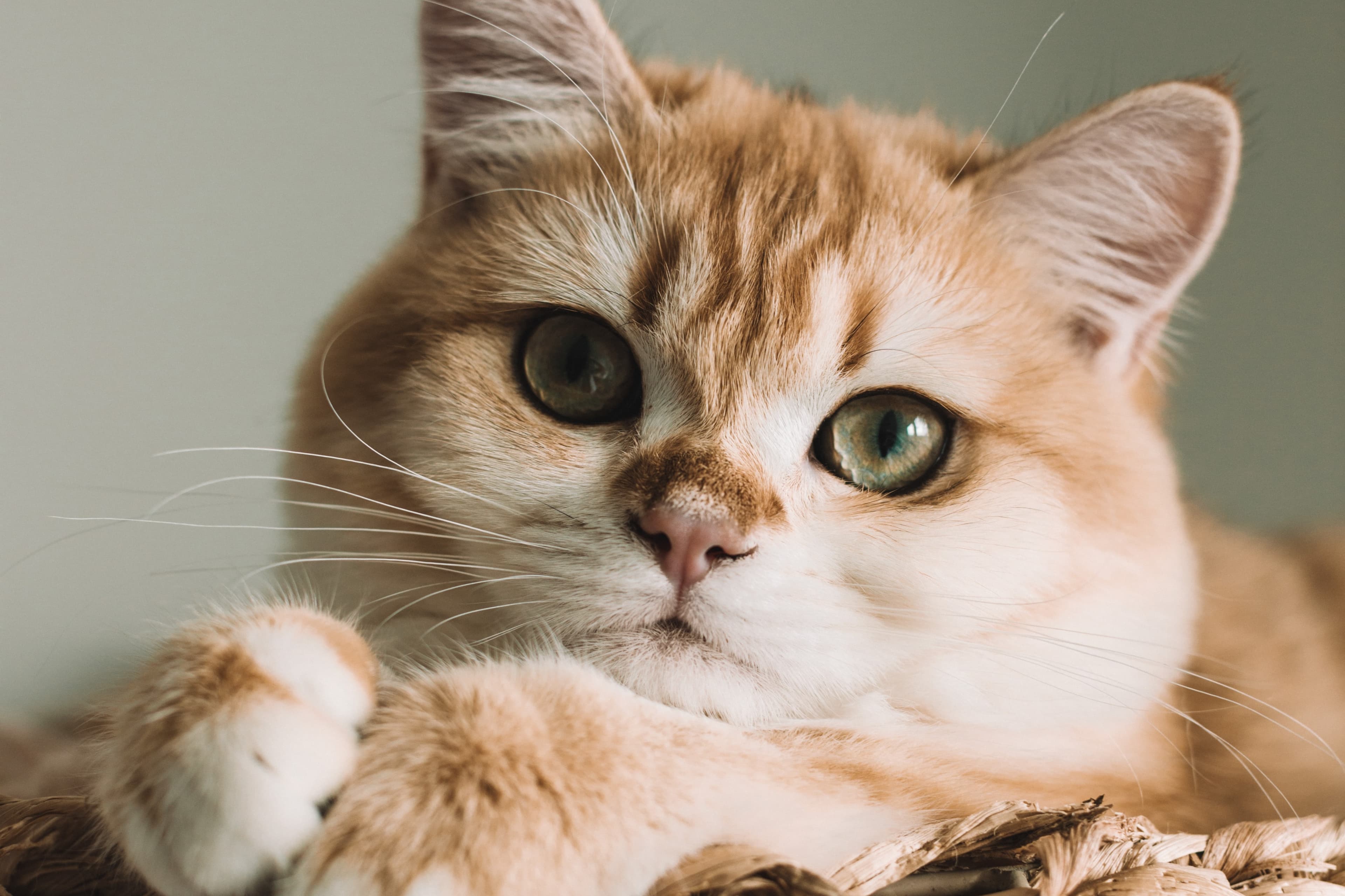 Katt närbild