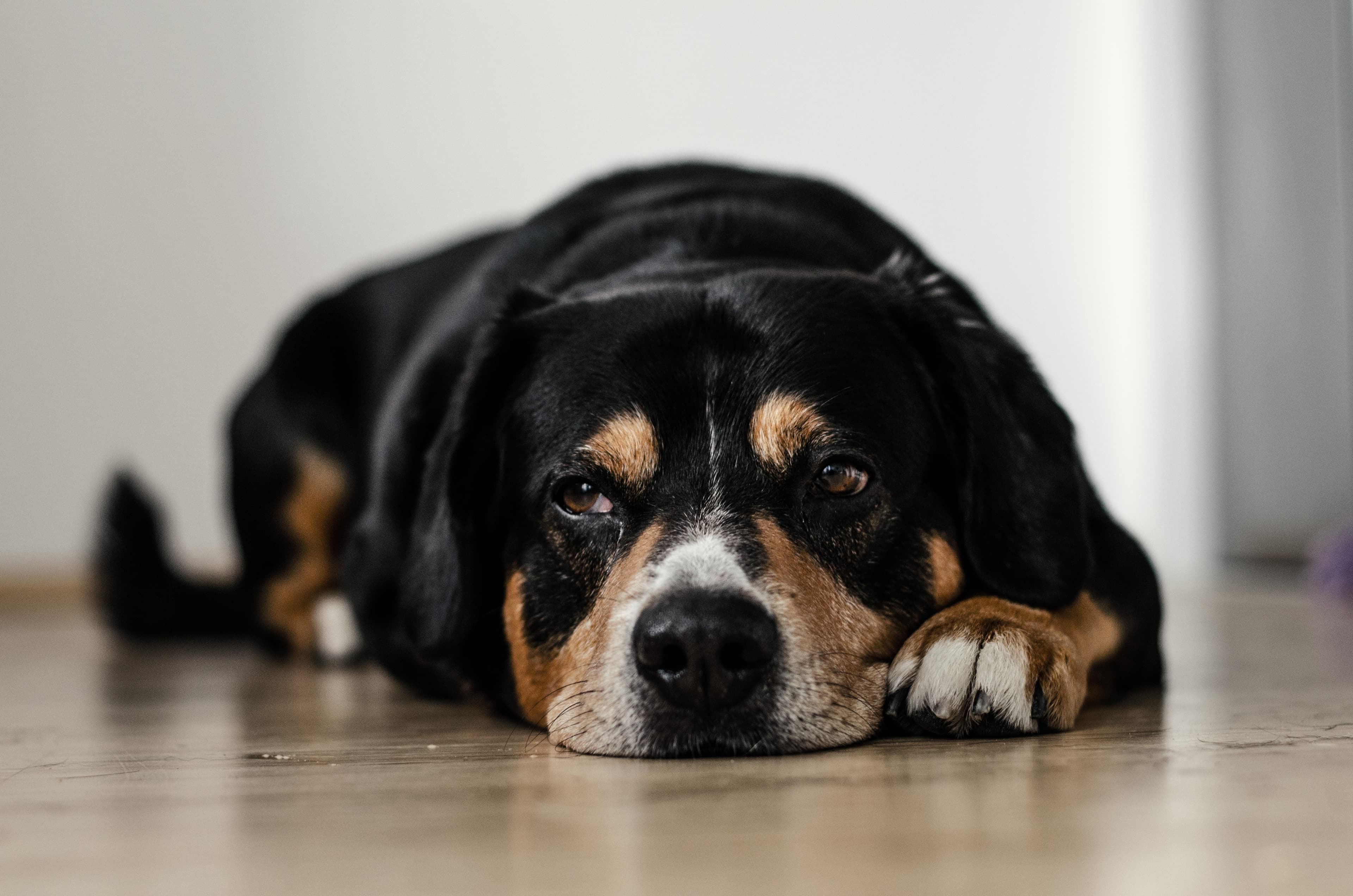 https://unsplash.com/photos/TULqBUELe9c