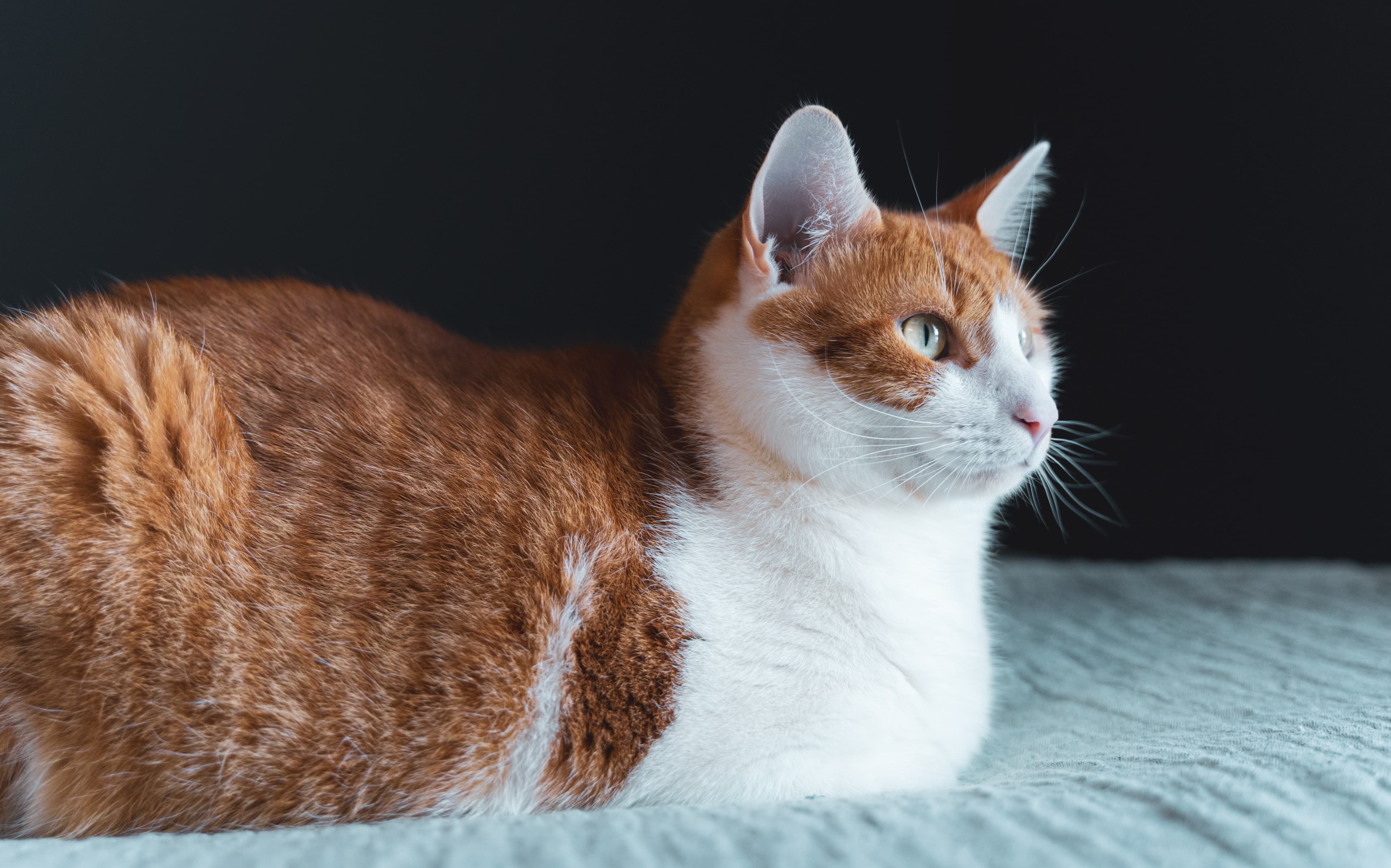 Röd vit katt